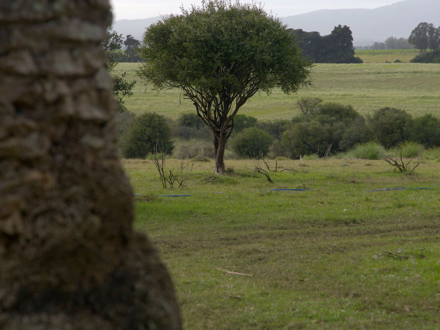 Árbol solitario en el campo con el cerro al fondo