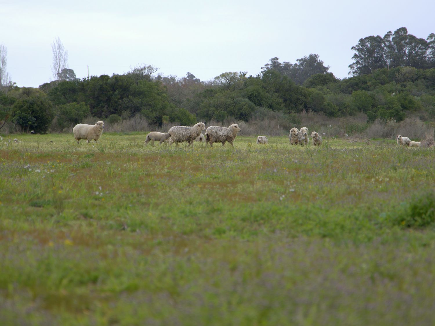 Majada de ovejas en una de las chacras