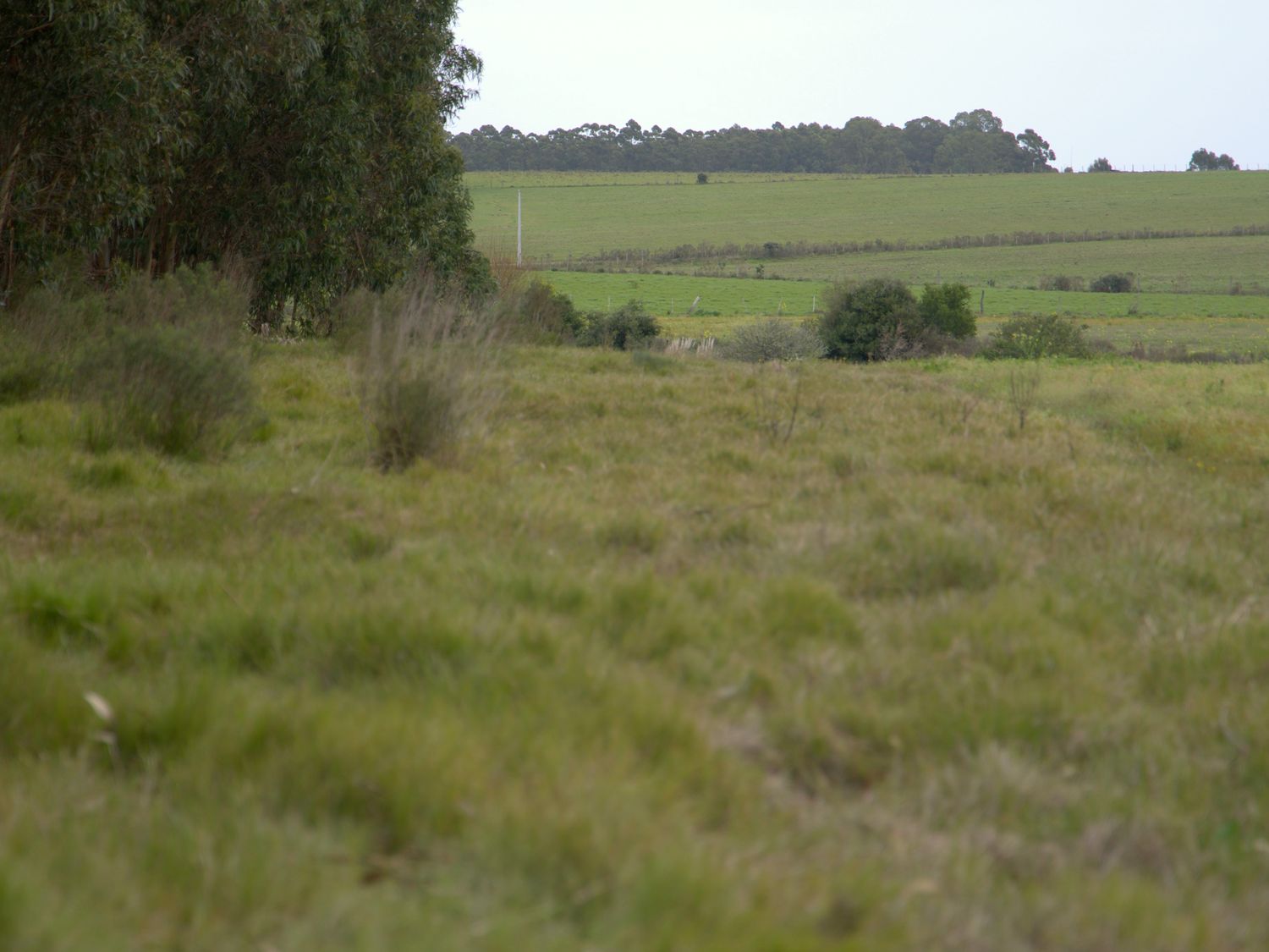 Campo verde con monte de eucaliptos