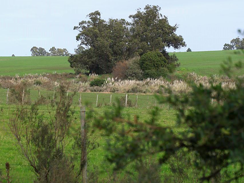 Árbol añoso sobre el campo verde
