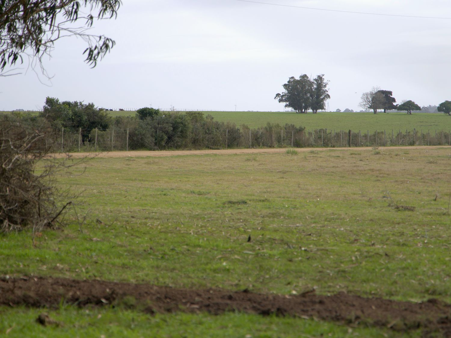 Campo abierto con horizonte despejado
